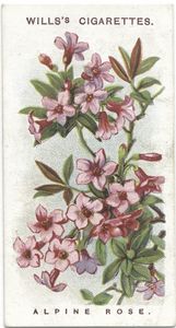 old time photo of alpine roses